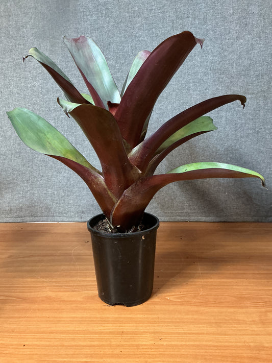 Bromeliad Alcantarea 'Silver Plum' 140mm