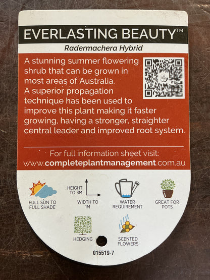 Radermachera ‘Summerscent’