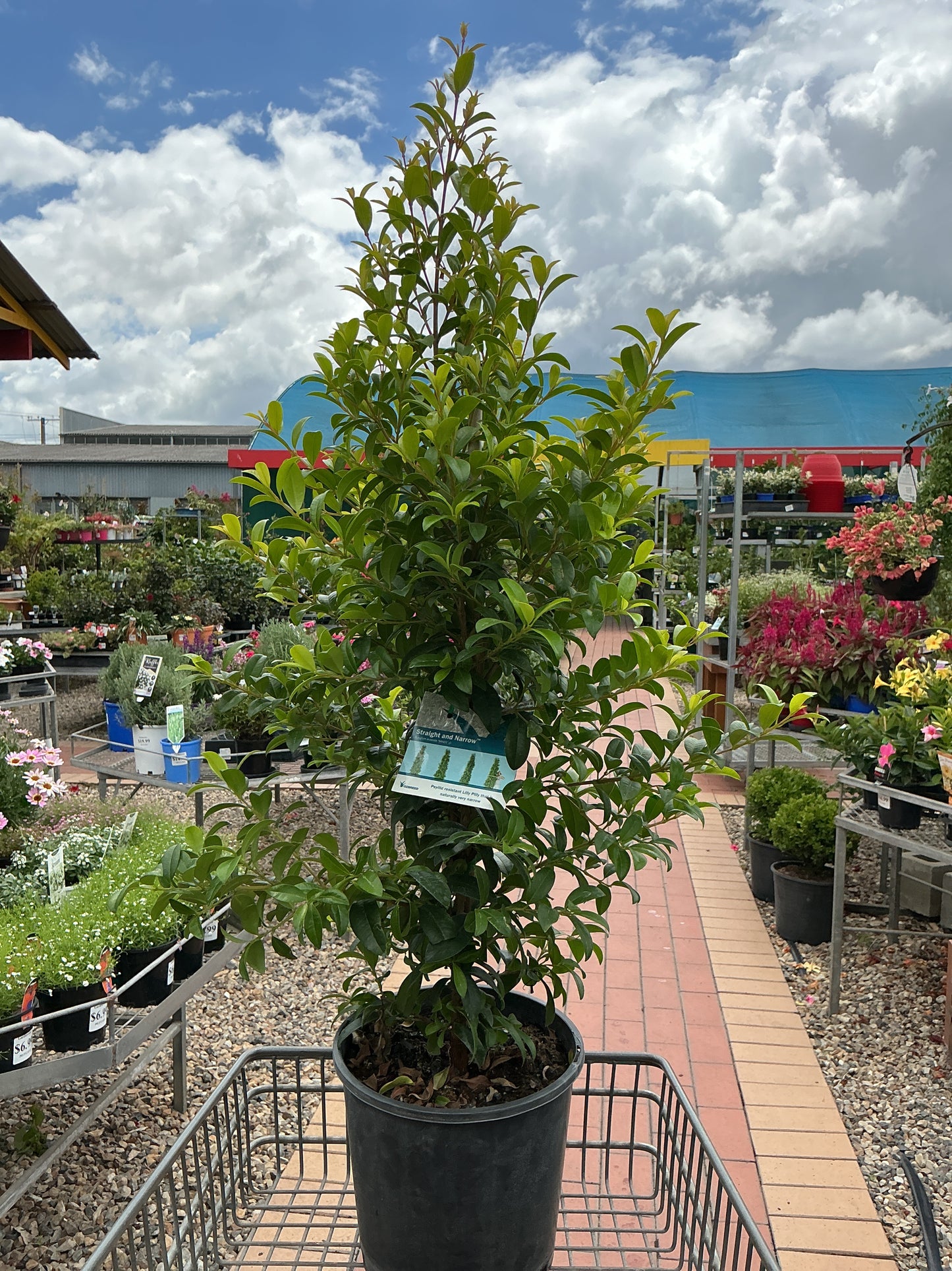 Lilly Pilly Straight and Narrow (Syzygium australe 'SAN01')