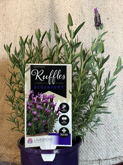 Lavender 'Blueberry Ruffles'