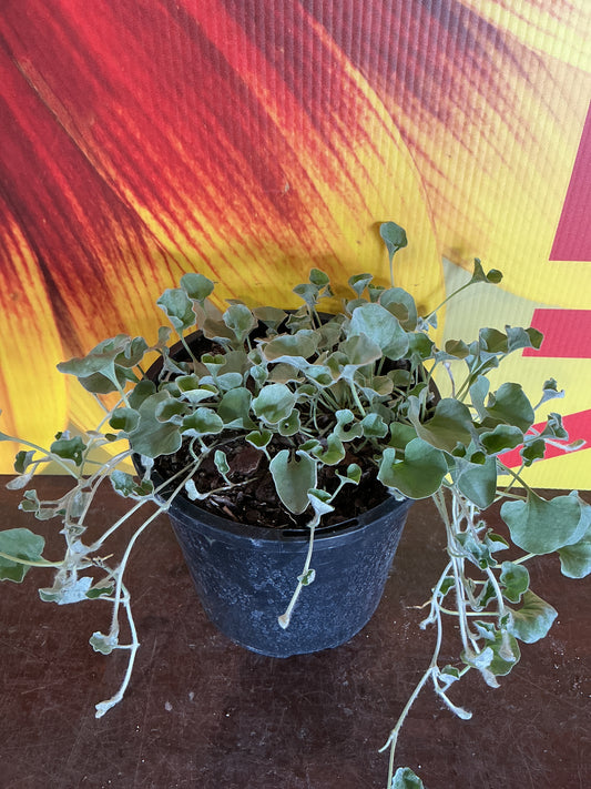 Dichondra ‘Silver Falls’