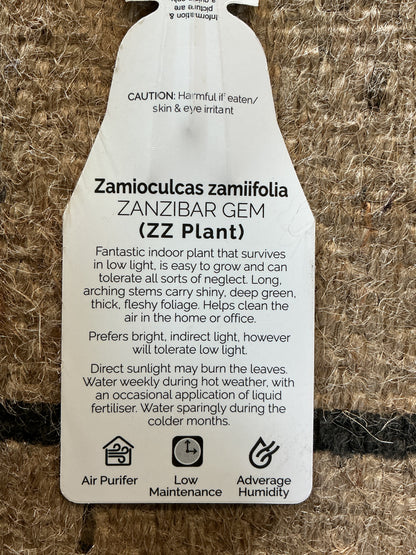 Zanzibar Gem