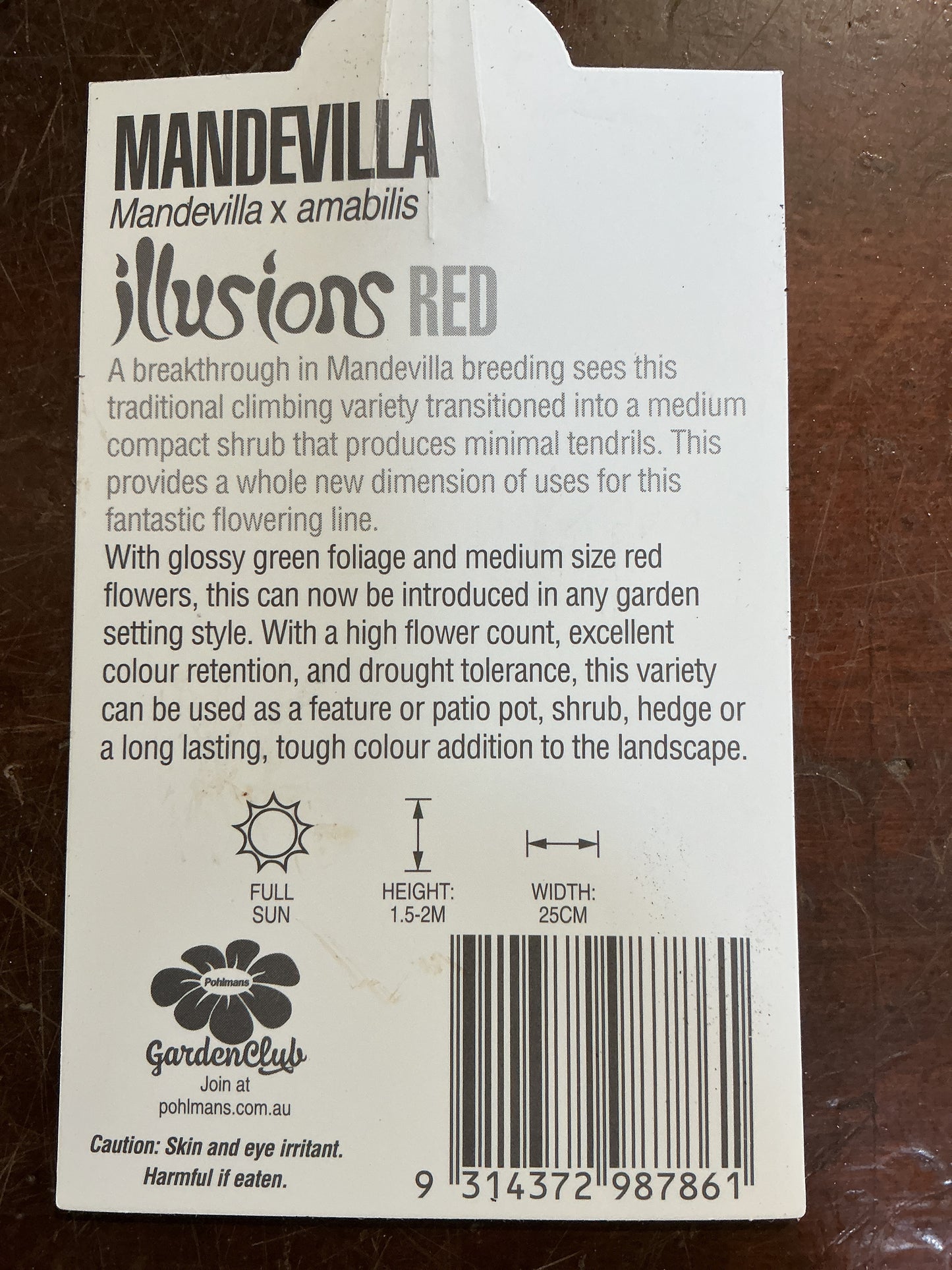 Mandevilla ‘Illusions Red’