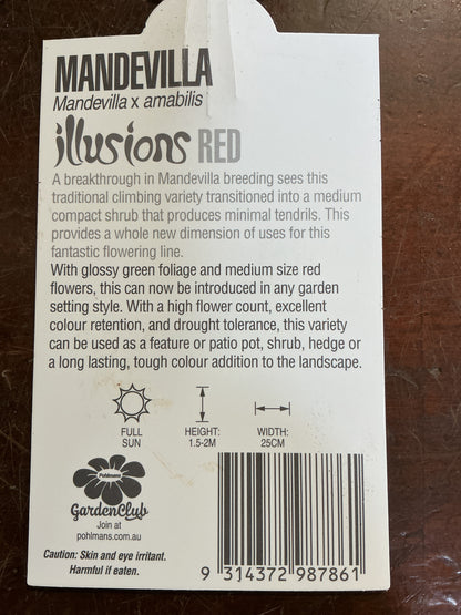 Mandevilla ‘Illusions Red’