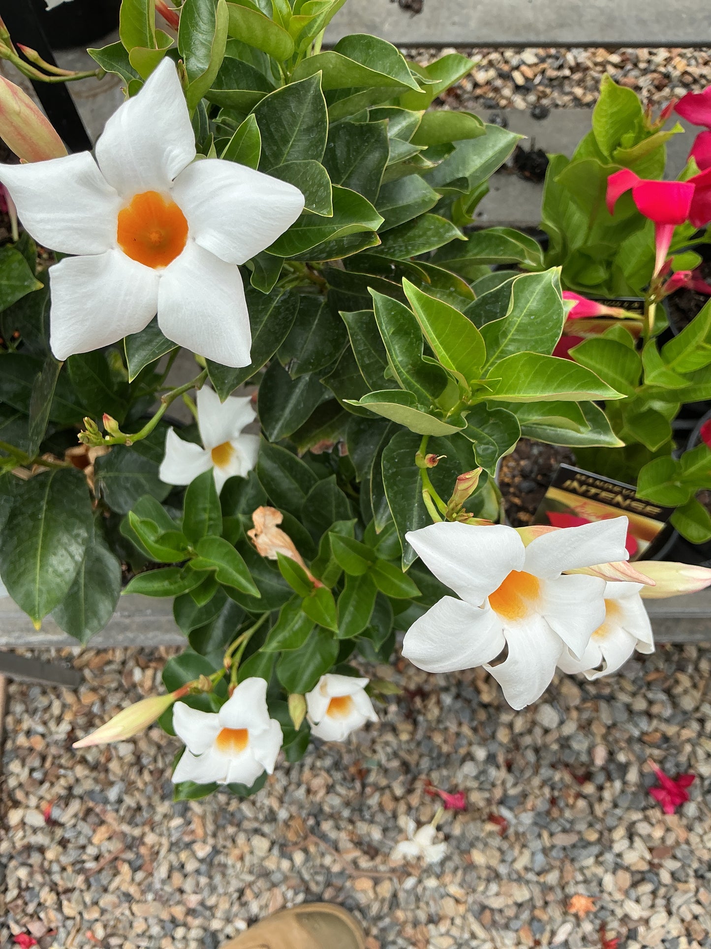 Mandevilla ‘Illusions White’