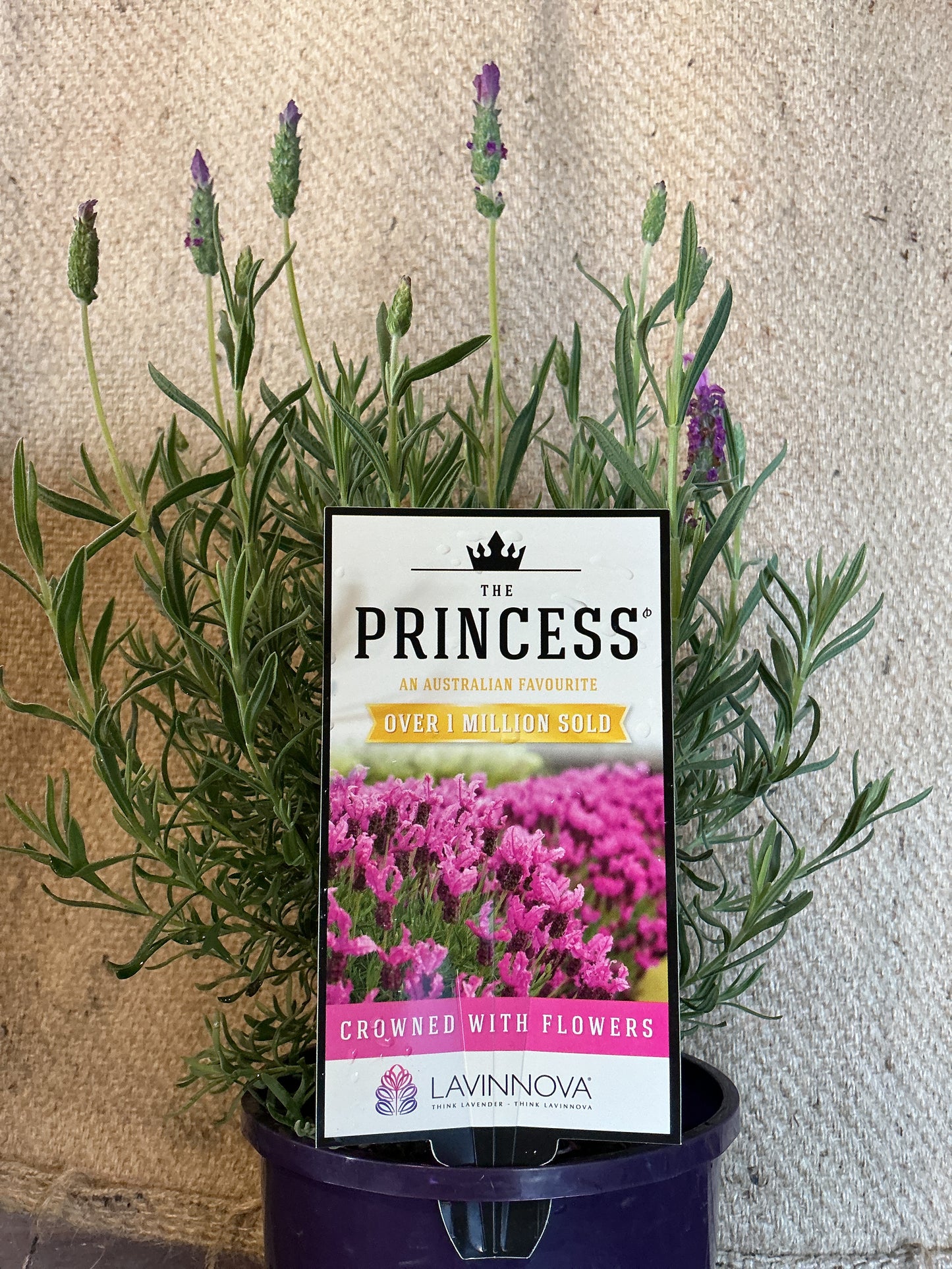 Lavender 'The Princess'