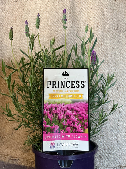 Lavender 'The Princess'