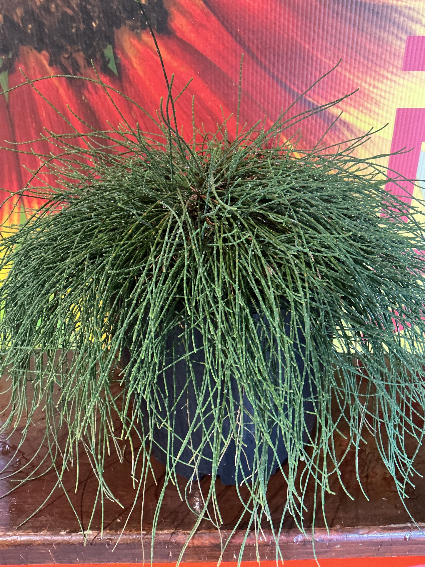Casuarina Cousin It