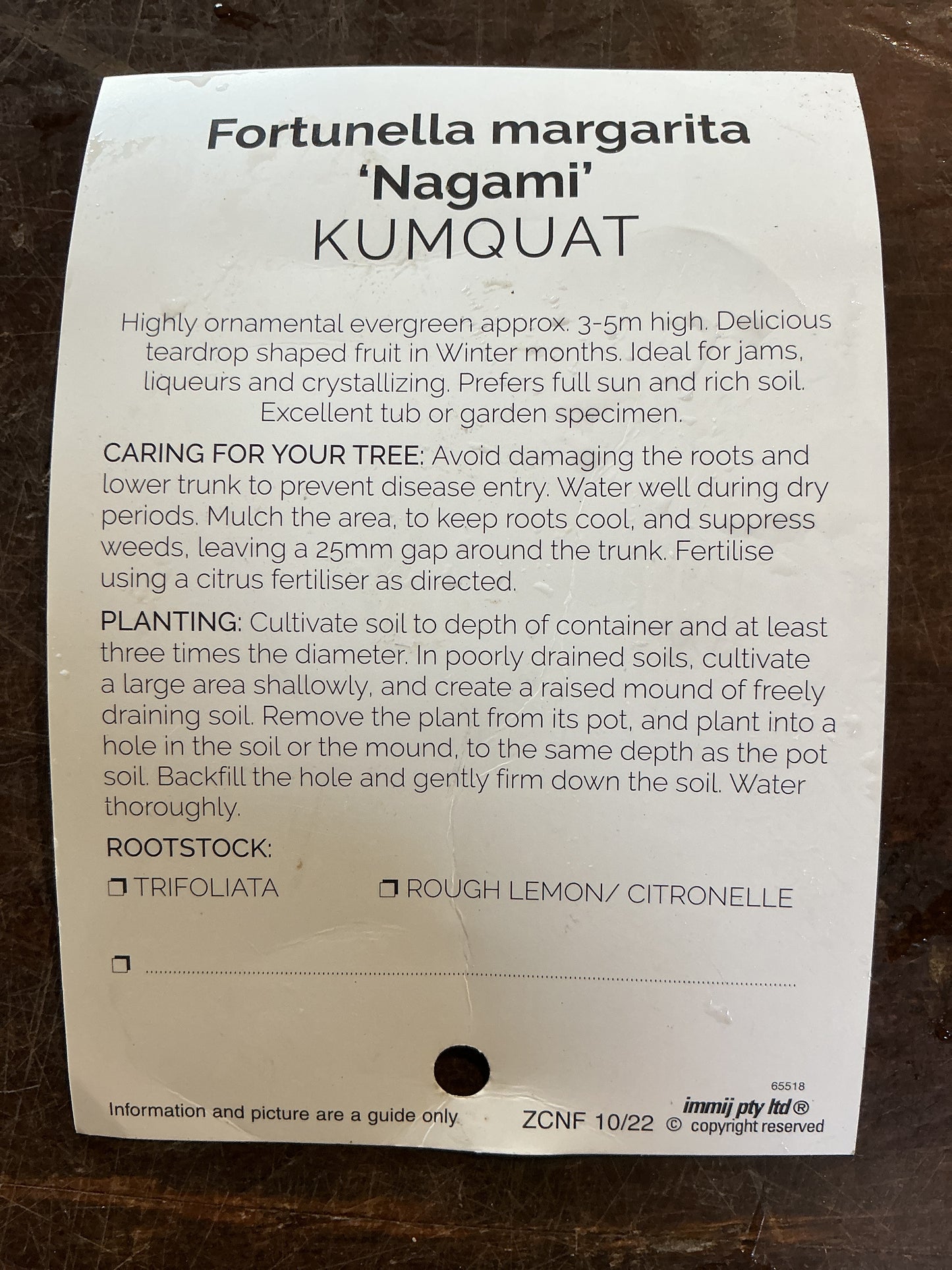Cumquat (Nagami)