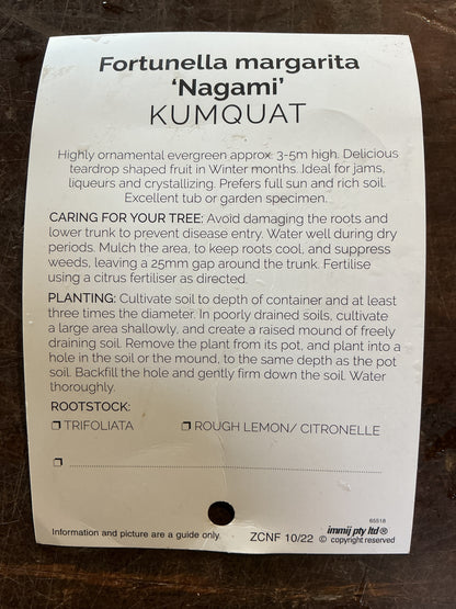 Cumquat (Nagami)