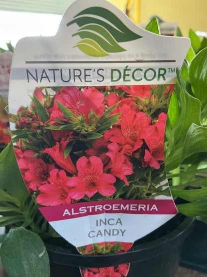 Alstromeria