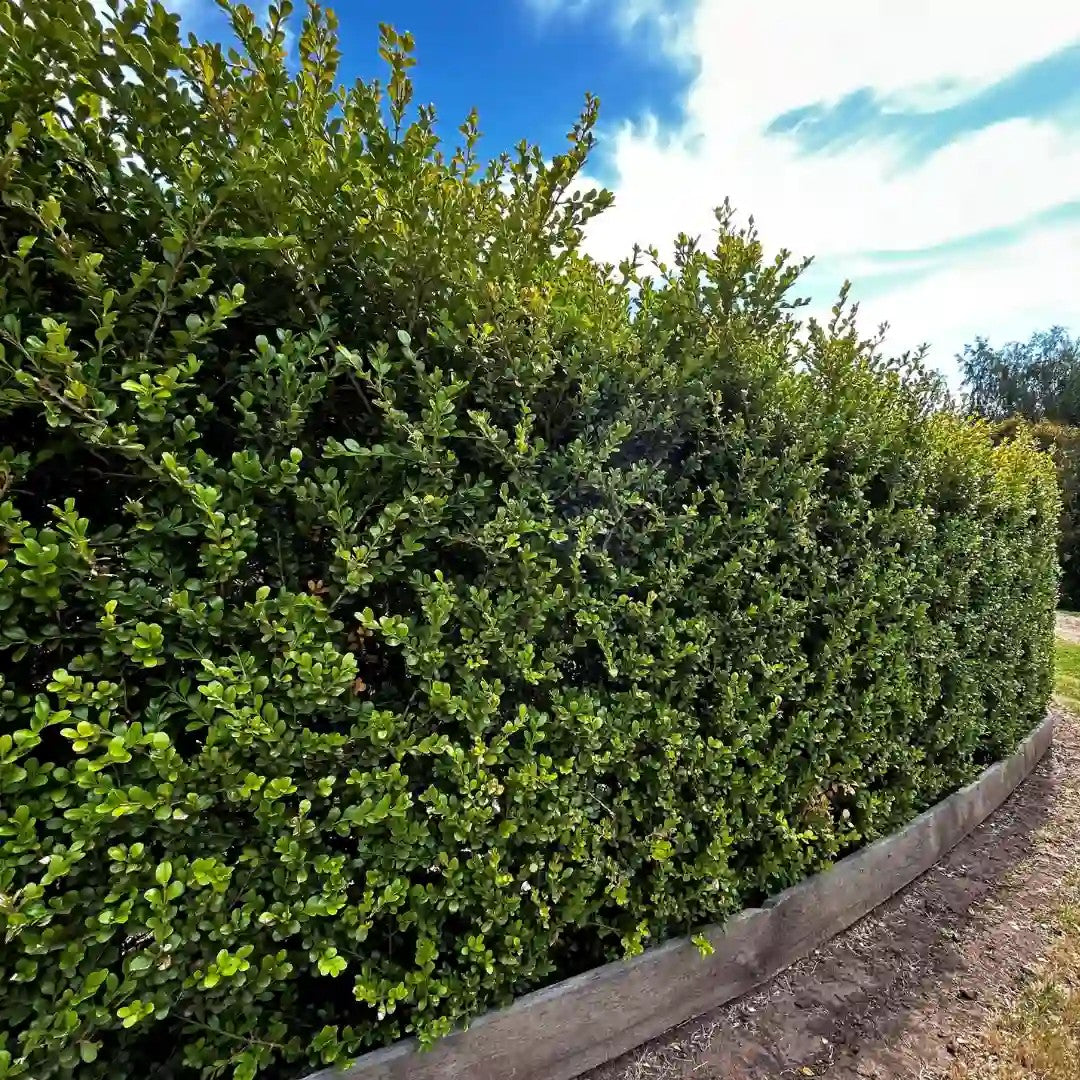 Buxus ‘Japanese  Box’