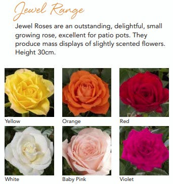 Roses