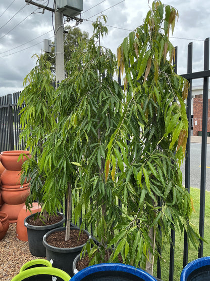 Mast Tree