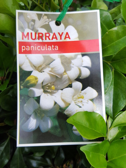 Murraya 10-Pack Special Offer