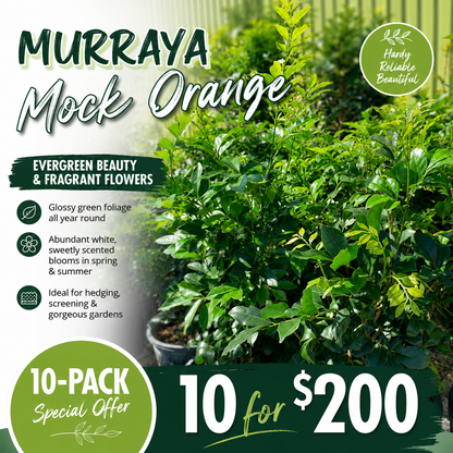 Murraya 10-Pack Special Offer