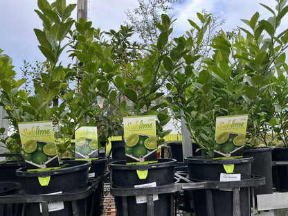 Fruit Trees