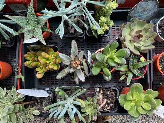 Starter Succulents