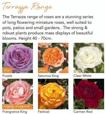 Roses