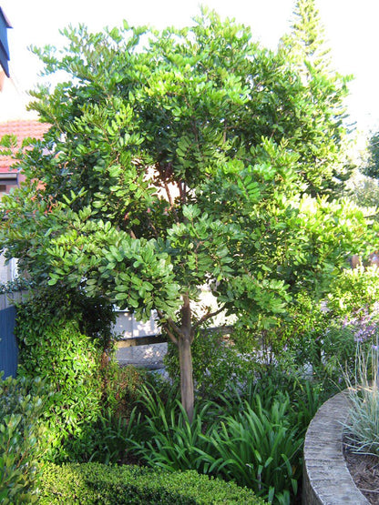 Tuckeroo (Cupaniopsis anacardioides)