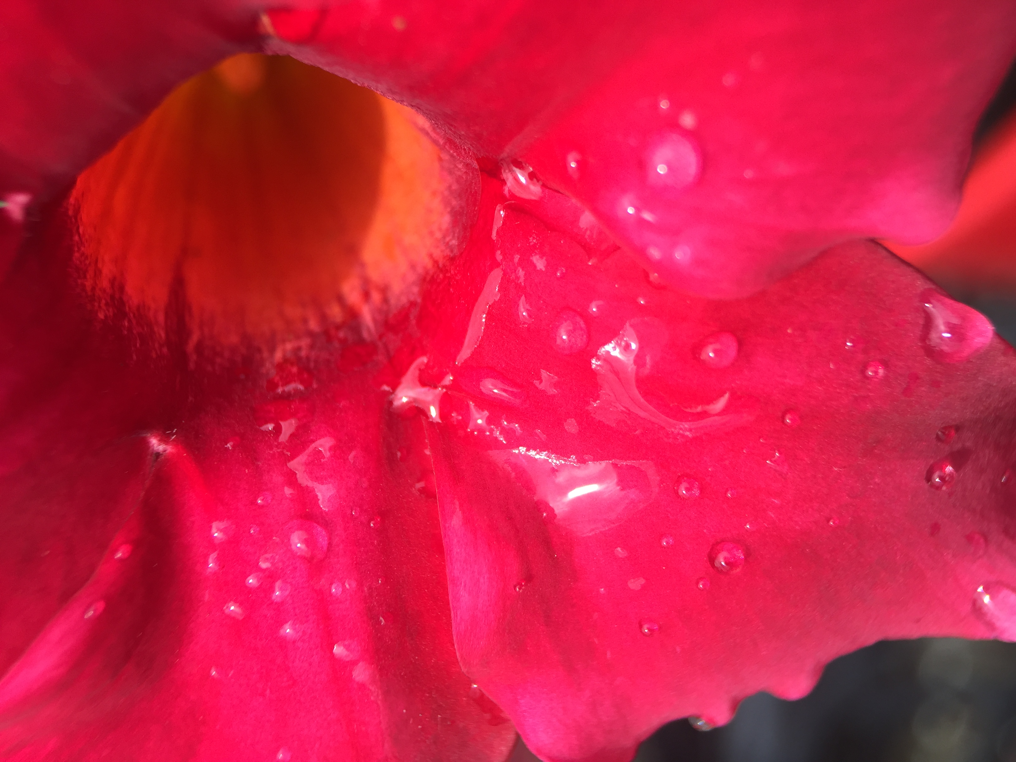 dipladenia-red-delight-gardenwize-nursery