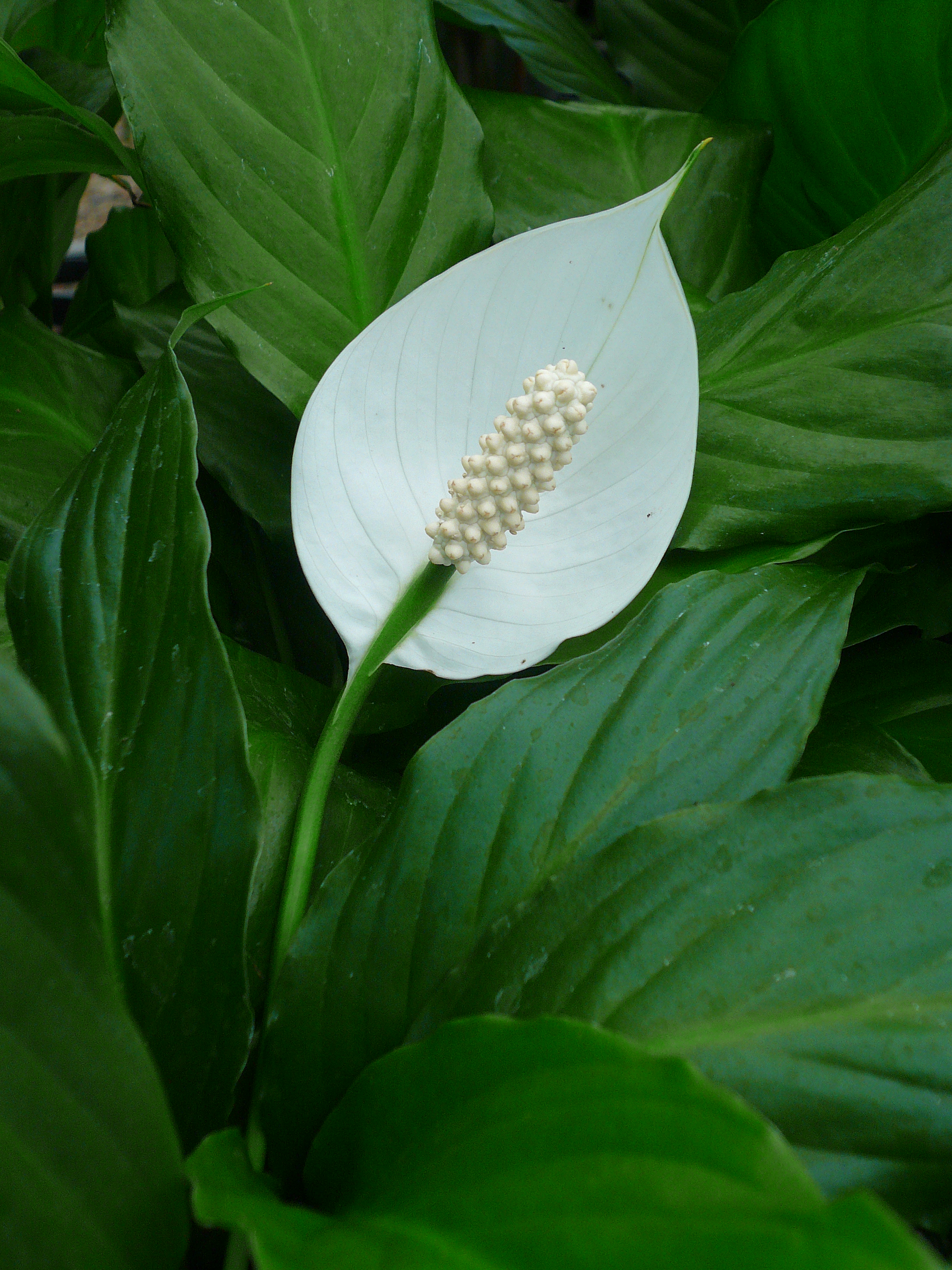 Spathiphyllum 'Peace Lily' Gardenwize Nursery