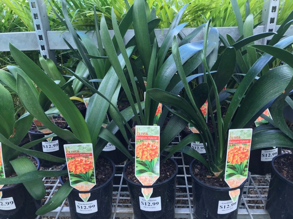 Clivia 'Belgium Hybrid' - Image 2
