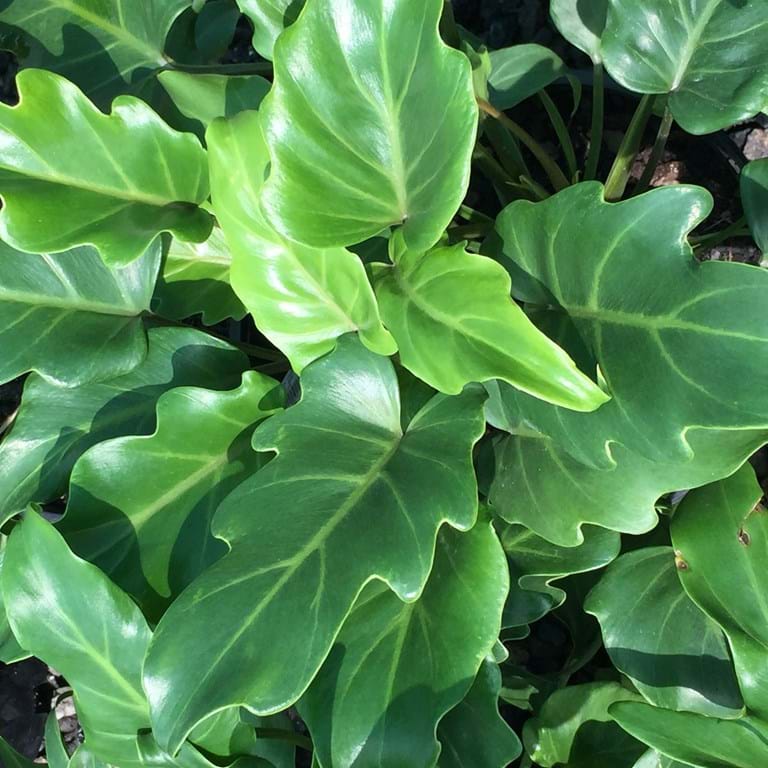 Philodendron Xanadu Gardenwize Nursery