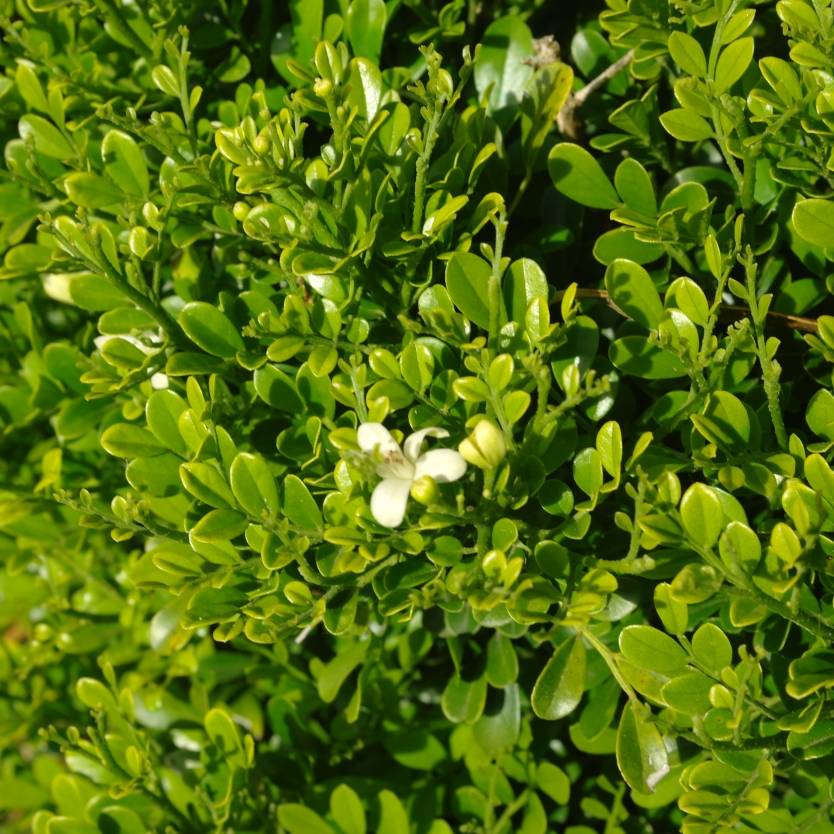 Min-a-Min - Gardenwize Nursery