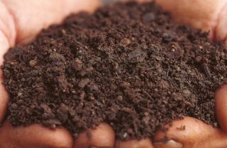 Potting Mixes, Composts & Soils