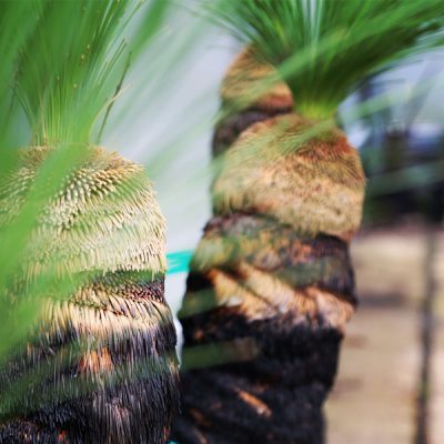 Grass Trees
