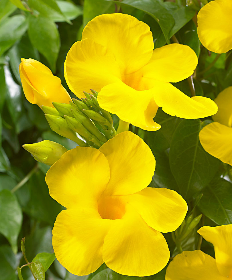 Best Flower To Plant For Dog Best Flower To Plant For Dog