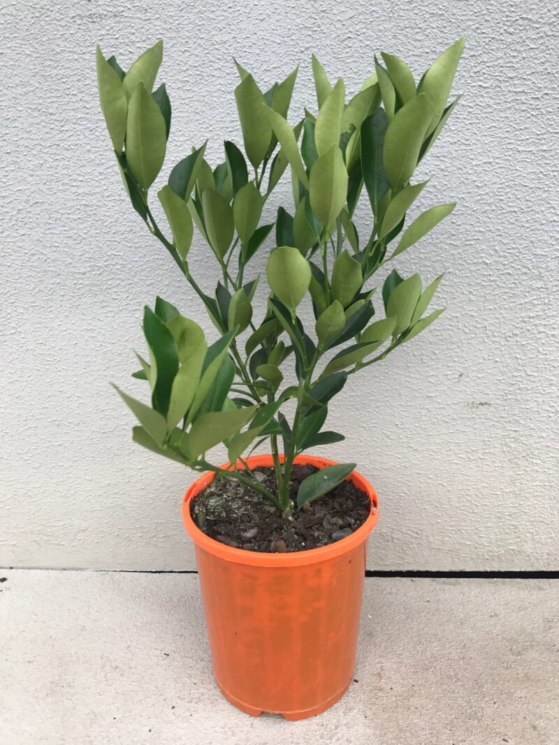 Marumi Cumquat - Image 2