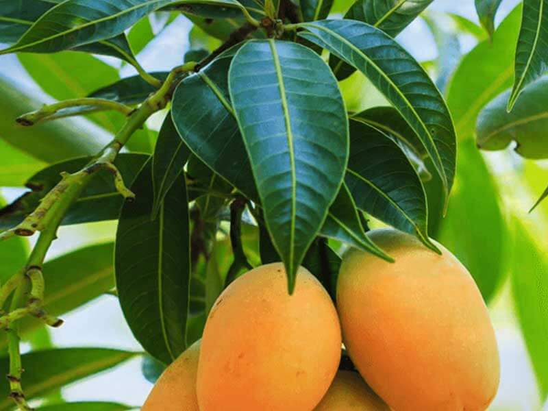 Image result for mango tree