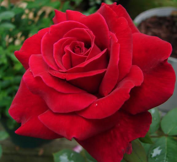 Rose 'Mister Lincoln' Gardenwize Nursery