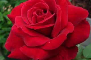 Roses