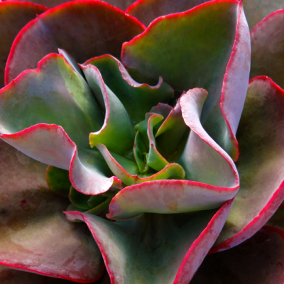 Echeveria 'Big Red'