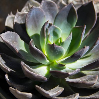 Echeveria 'Black Prince'