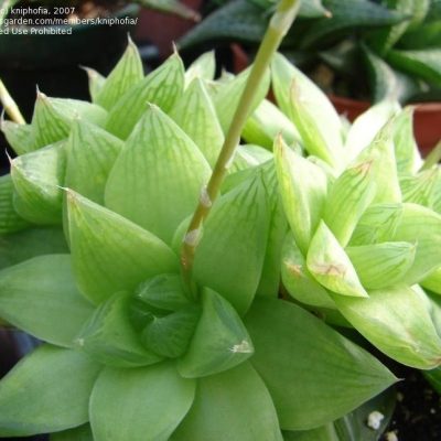 Haworthia cymbiformis