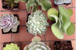 Succulents