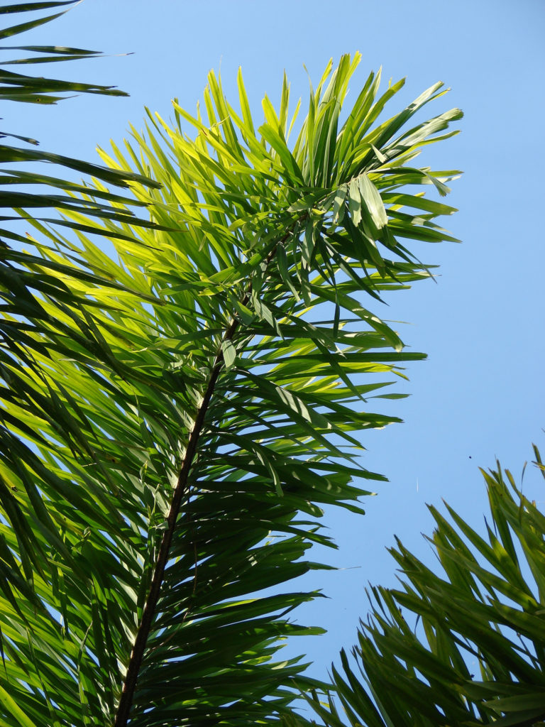 Foxtail Palm Gardenwize Nursery