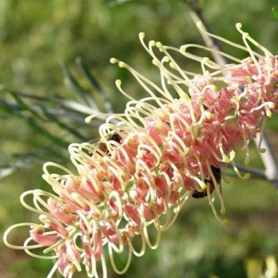 Grevillea 'Pink Surprise'