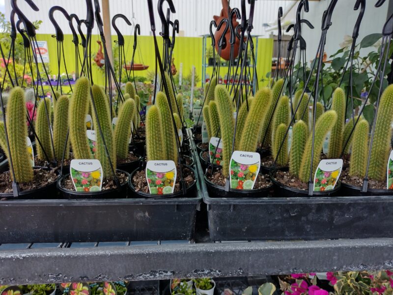 ‘Golden monkey tail’ cactus - Image 2