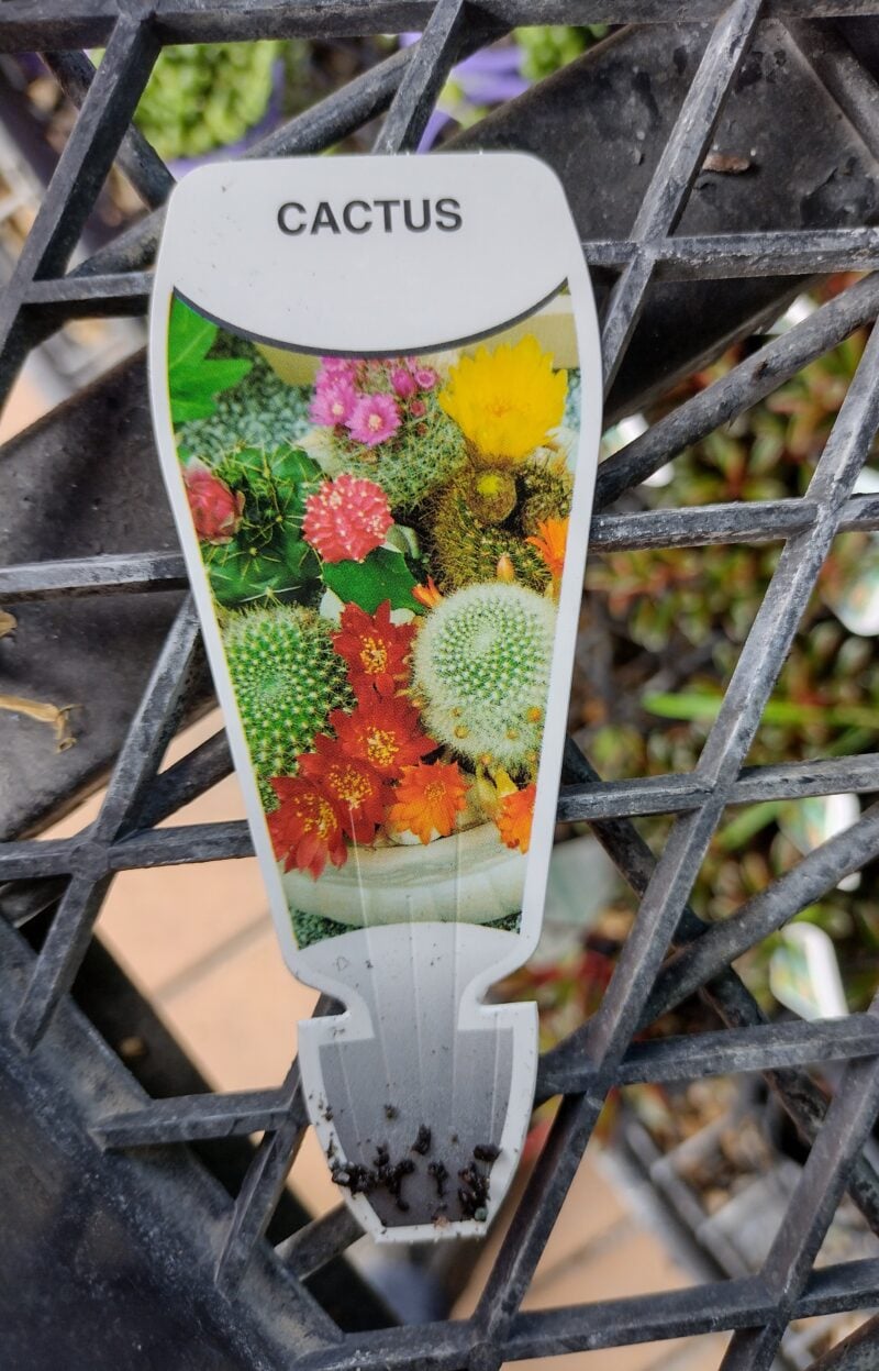 ‘Golden monkey tail’ cactus - Image 3