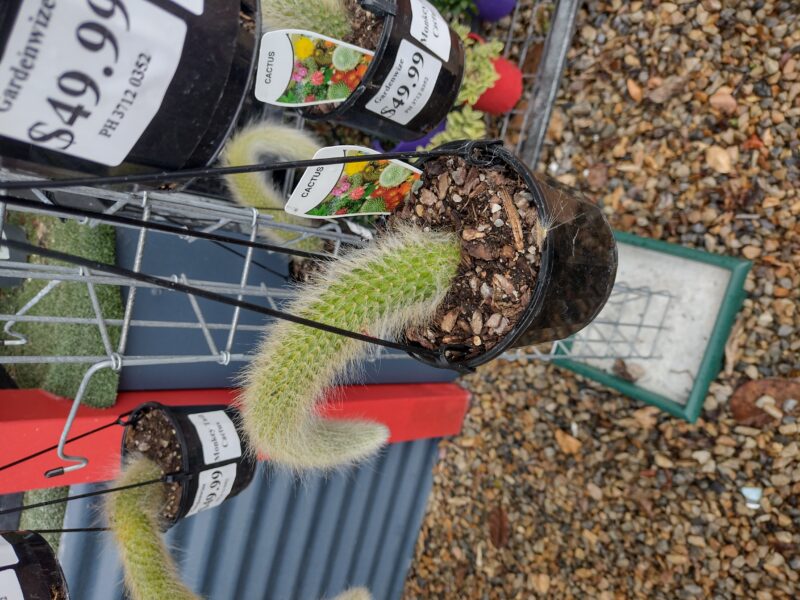 Monkey Tail Cactus - Image 2