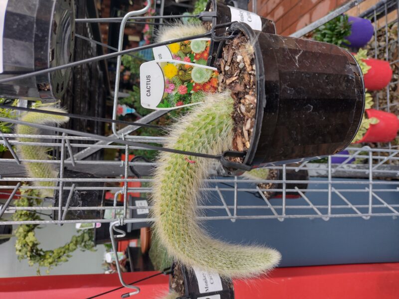 Monkey Tail Cactus - Image 3