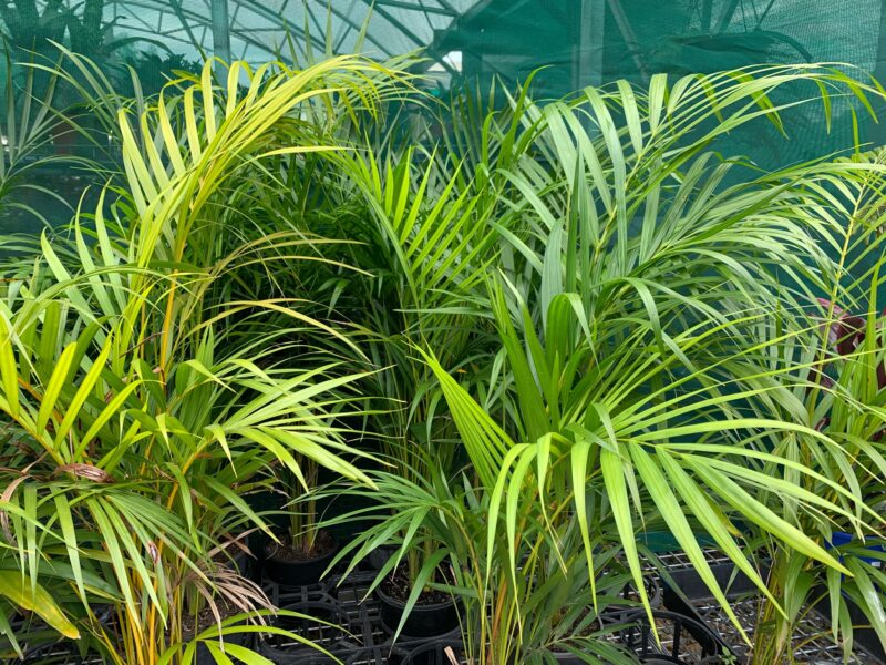 Golden Cane Palms - Image 4