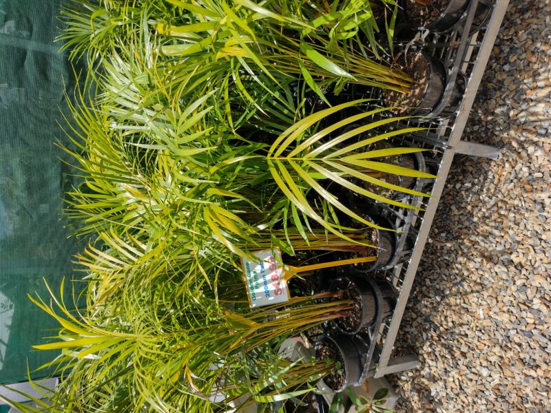 Golden Cane Palms - Image 2