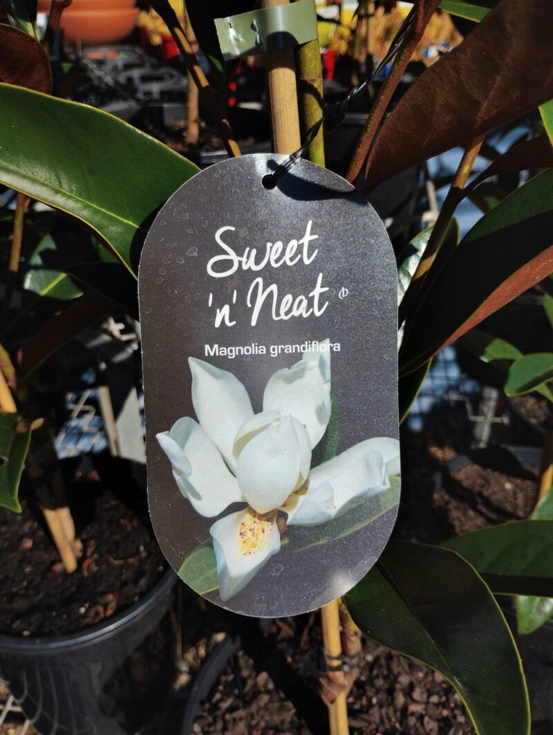Magnolia Sweet 'n' Neat - Image 2