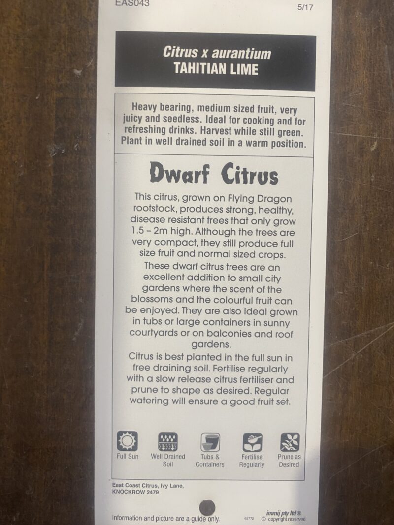 Dwarf Lime (Tahitian Lime) - Image 3